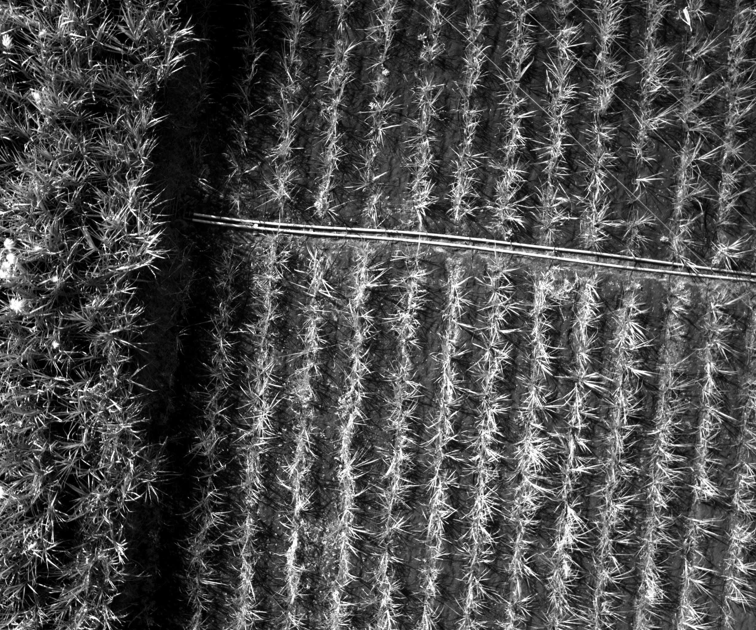 Raw_Pan